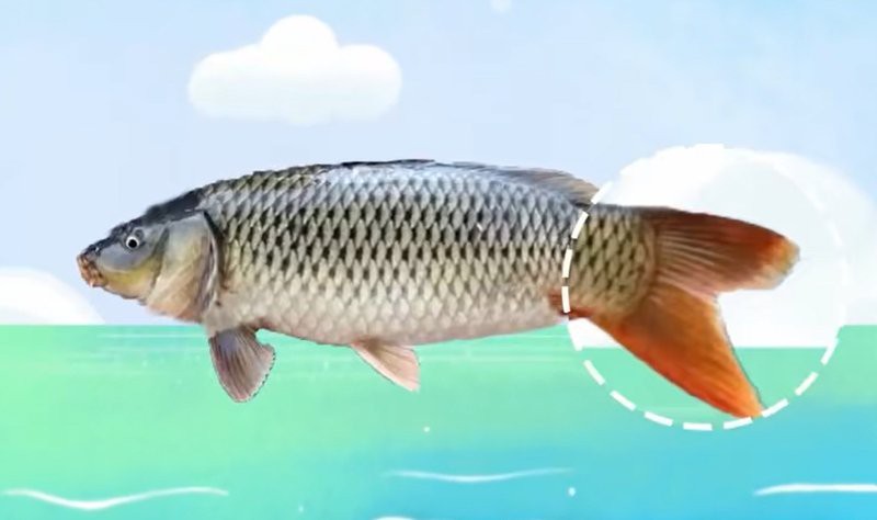 元江水族店，云南元江水族店哪家口碑最好元江水族店有哪些特色魚(yú)種 元江水族店，云南元江水族店哪家口碑最好元江水族店有哪些特色魚(yú)種 全國(guó)水族館企業(yè)名錄 第2張