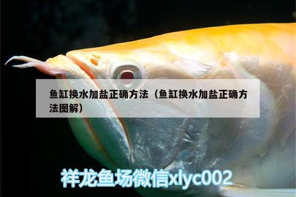 紅龍魚視頻在線觀看（紅龍魚視頻在線觀看免費） 紅龍魚視頻在線觀看（紅龍魚視頻在線觀看免費） 紅龍魚百科