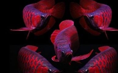 養紅龍魚的風水作用與禁忌