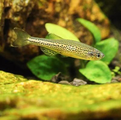 印尼紅龍魚(yú)多少錢(qián)一條合適養(yǎng)殖的（印尼紅龍魚(yú)40公分低價(jià)轉(zhuǎn)讓 3980元） 印尼紅龍魚(yú)多少錢(qián)一條合適養(yǎng)殖的（印尼紅龍魚(yú)40公分低價(jià)轉(zhuǎn)讓 3980元） 紅龍魚(yú)百科 第1張