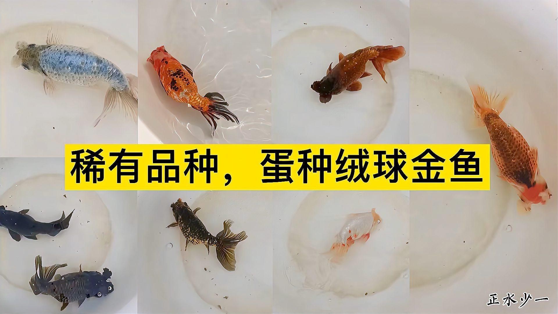 十大最稀有金魚，16種不同品種的金魚,有你認(rèn)識的嗎