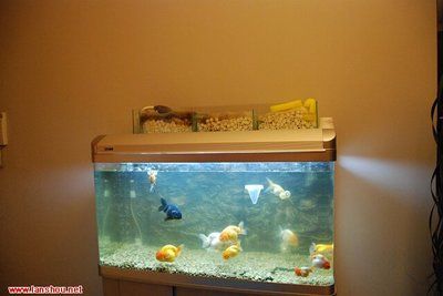 成品魚缸怎樣改造：成品魚缸改造之養(yǎng)魚技巧，魚缸改造全攻略，養(yǎng)魚技巧與