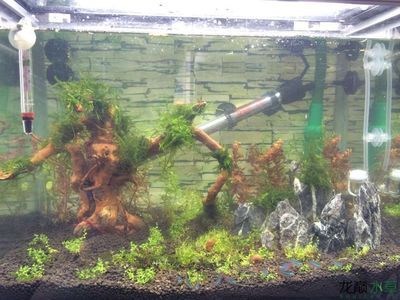 成品魚缸怎樣改造：成品魚缸改造之養(yǎng)魚技巧，魚缸改造全攻略，養(yǎng)魚技巧與