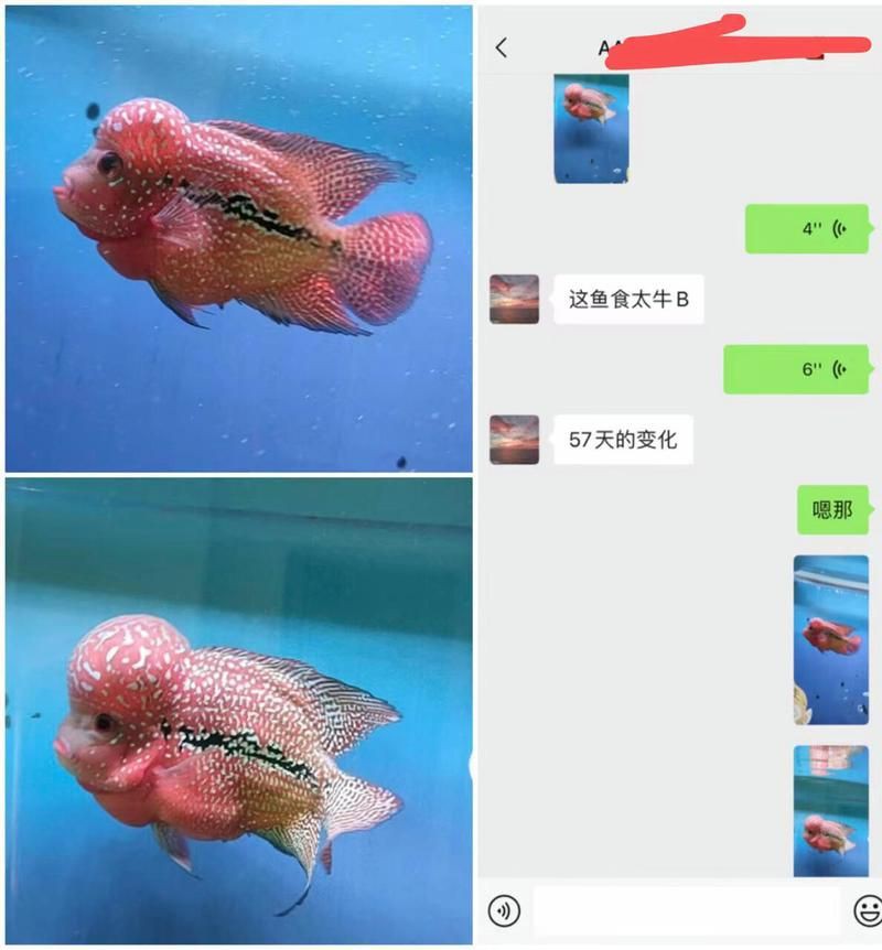 口碑最好的羅漢魚糧，羅漢魚公認最好的飼料不知真假