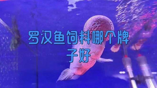 口碑最好的羅漢魚糧，羅漢魚公認最好的飼料不知真假