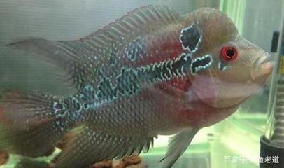 適合和虎魚混養的魚類(虎魚混養魚最佳搭配)探尋虎魚混養秘訣，適合與虎魚混養的