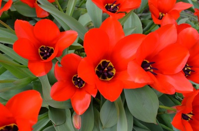 適合和虎魚混養的魚類(虎魚混養魚最佳搭配)探尋虎魚混養秘訣，適合與虎魚混養的