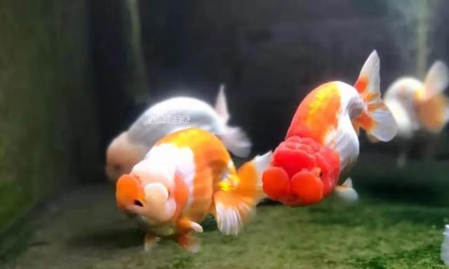 印尼小紅龍魚怎么挑選品種圖片：印尼紅龍魚苗圖片大全，小紅龍魚品種挑選攻略及印尼紅龍魚苗圖片大全