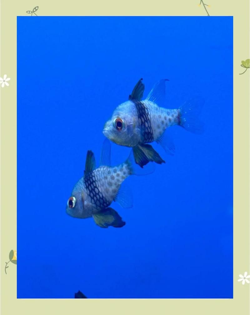 玫瑰魚是海魚嗎，「新春走基層」海中“紅玫瑰”如何“游進”千家萬戶央廣網 玫瑰魚是海魚嗎，「新春走基層」海中“紅玫瑰”如何“游進”千家萬戶央廣網 龍魚百科 第3張