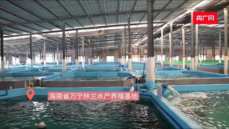 玫瑰魚是海魚嗎，「新春走基層」海中“紅玫瑰”如何“游進”千家萬戶央廣網 玫瑰魚是海魚嗎，「新春走基層」海中“紅玫瑰”如何“游進”千家萬戶央廣網 龍魚百科 第4張