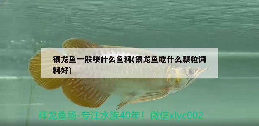 銀龍魚一般喂什么魚料(銀龍魚吃什么顆粒飼料好)龍魚喂食攻略，選對魚料及優(yōu)質(zhì)顆粒飼料推薦