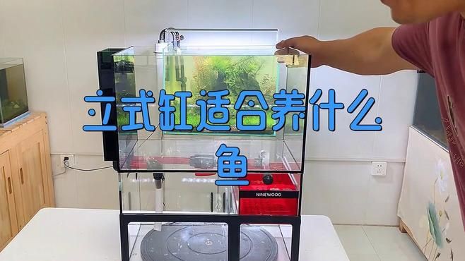 立式魚缸養什么魚好，《立式魚缸養什么魚好》立式缸適合養什么魚饞饞咻咻