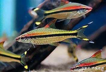 立式魚缸養什么魚好，《立式魚缸養什么魚好》立式缸適合養什么魚饞饞咻咻