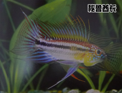 黃金虎魚價(jià)格表（黃金魚的價(jià)格）虎魚與黃金魚價(jià)格表，品種、規(guī)格及市場行情 黃金虎魚價(jià)格表（黃金魚的價(jià)格）虎魚與黃金魚價(jià)格表，品種、規(guī)格及市場行情 虎魚百科 第1張