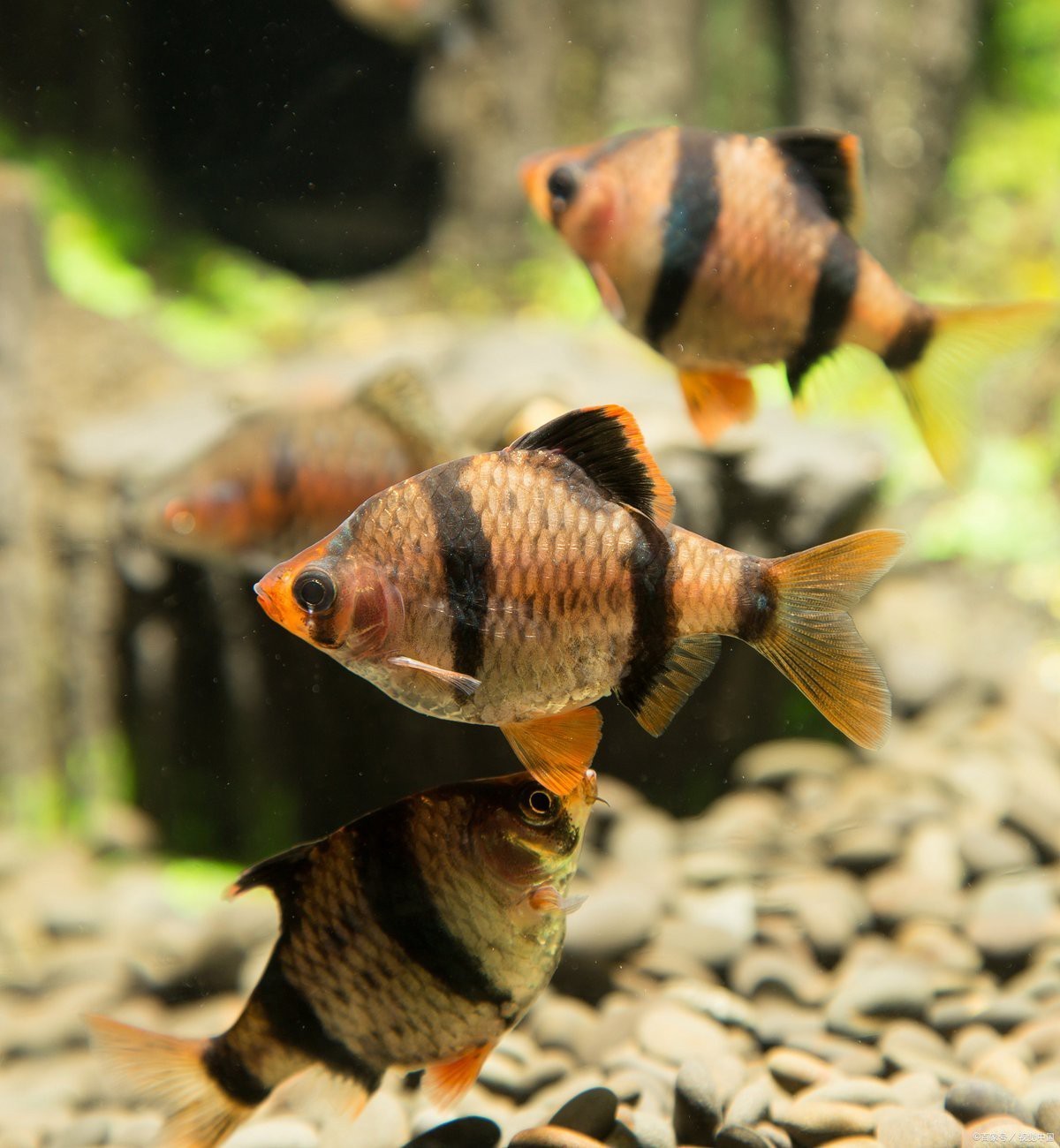 什么品種的魚最好養【新手養魚指南五大易養觀賞魚品種詳解】 什么品種的魚最好養【新手養魚指南五大易養觀賞魚品種詳解】 龍魚論壇 第4張