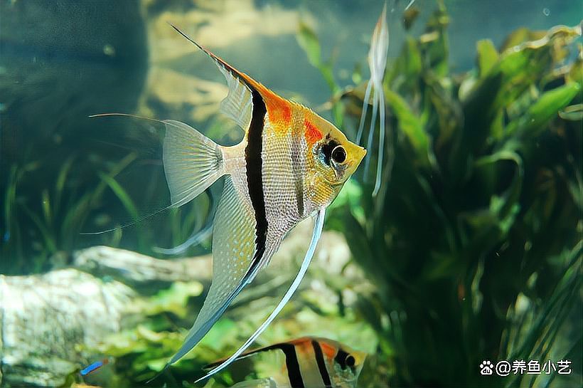 什么品種的魚最好養【新手養魚指南五大易養觀賞魚品種詳解】 什么品種的魚最好養【新手養魚指南五大易養觀賞魚品種詳解】 龍魚論壇 第5張