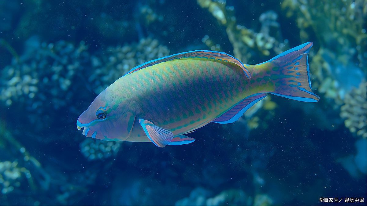 什么品種的魚最好養【新手養魚指南五大易養觀賞魚品種詳解】 什么品種的魚最好養【新手養魚指南五大易養觀賞魚品種詳解】 龍魚論壇 第7張