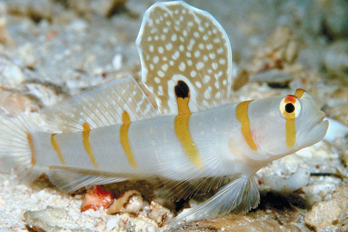 什么品種的魚最好養【新手養魚指南五大易養觀賞魚品種詳解】 什么品種的魚最好養【新手養魚指南五大易養觀賞魚品種詳解】 龍魚論壇 第1張