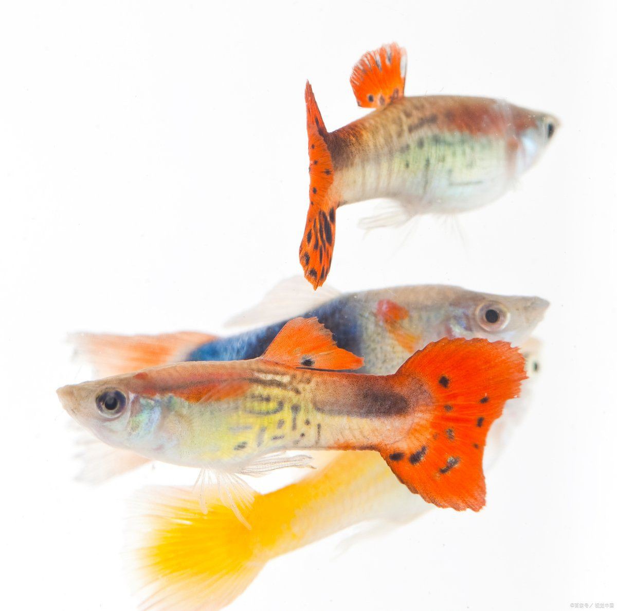 孔雀魚一次生1條正常嗎，孔雀魚一次僅生1條小魚是什么原因？