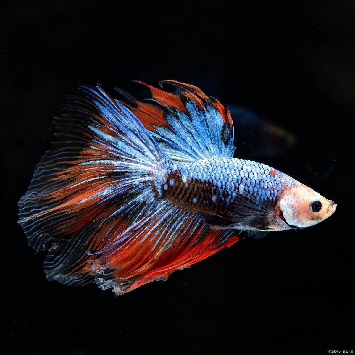 孔雀魚一次生1條正常嗎，孔雀魚一次僅生1條小魚是什么原因？