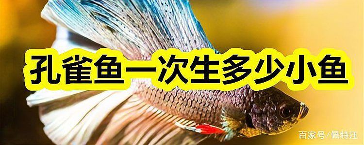 孔雀魚一次生1條正常嗎，孔雀魚一次僅生1條小魚是什么原因？