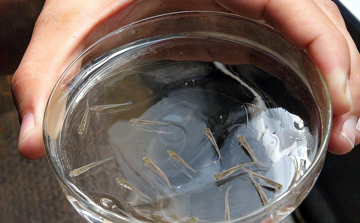 孔雀魚一次生1條正常嗎，孔雀魚一次僅生1條小魚是什么原因？