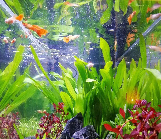 孔雀魚一次生1條正常嗎，孔雀魚一次僅生1條小魚是什么原因？