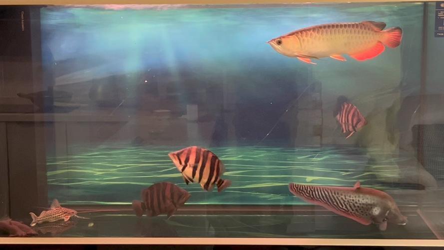 金龍魚(yú)過(guò)背和高背區(qū)別圖片