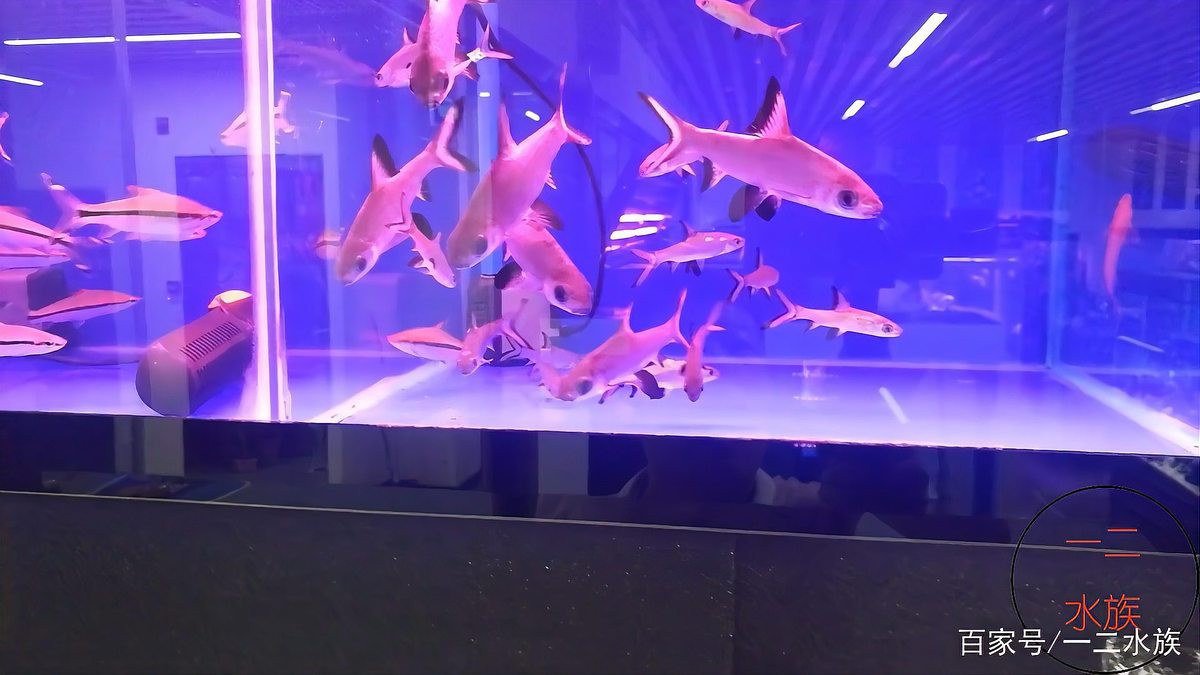 北塔水族店，烏魯木齊北塔街水族店
