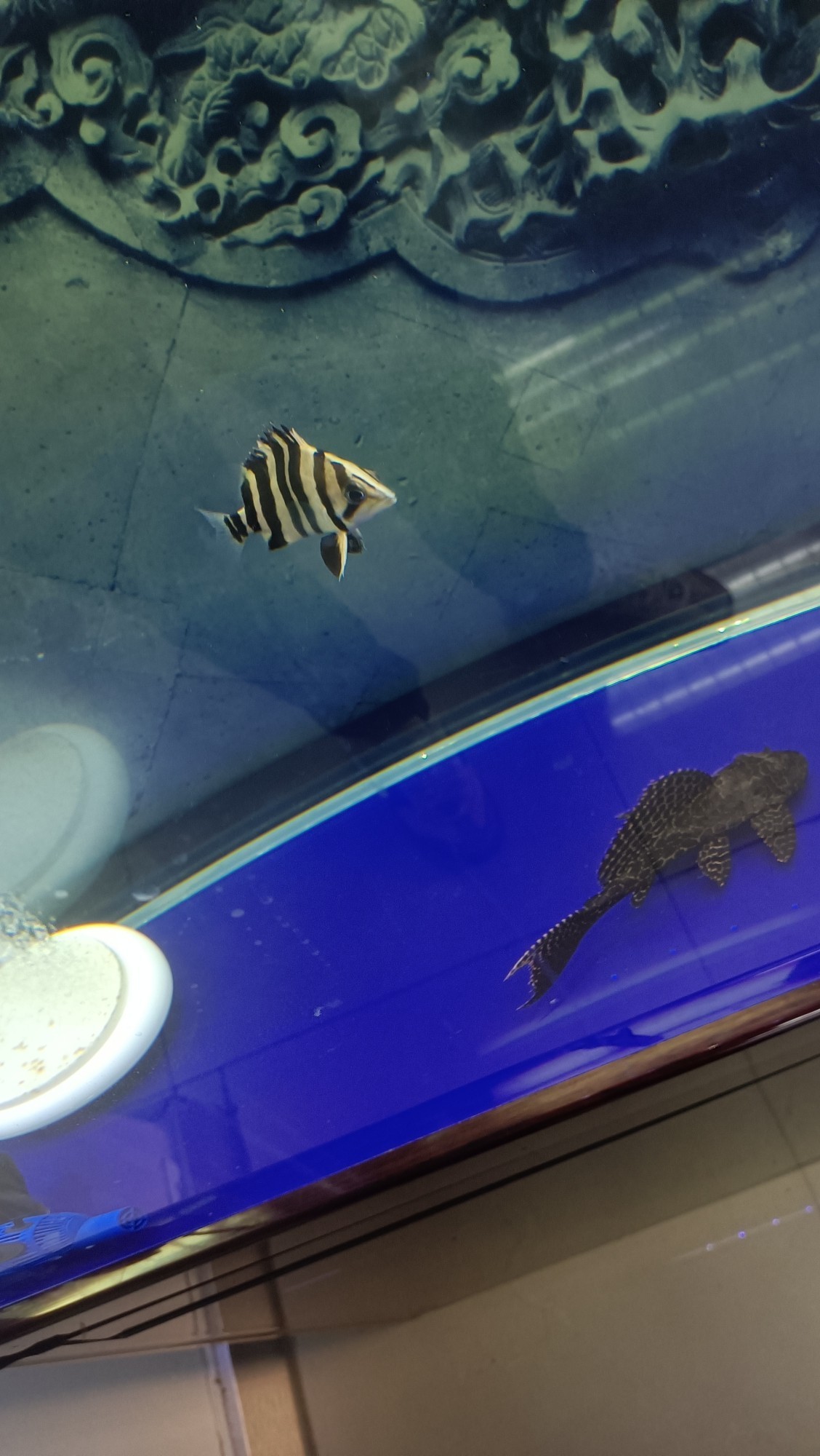 小虎魚 買回家一個月了 沒黑過