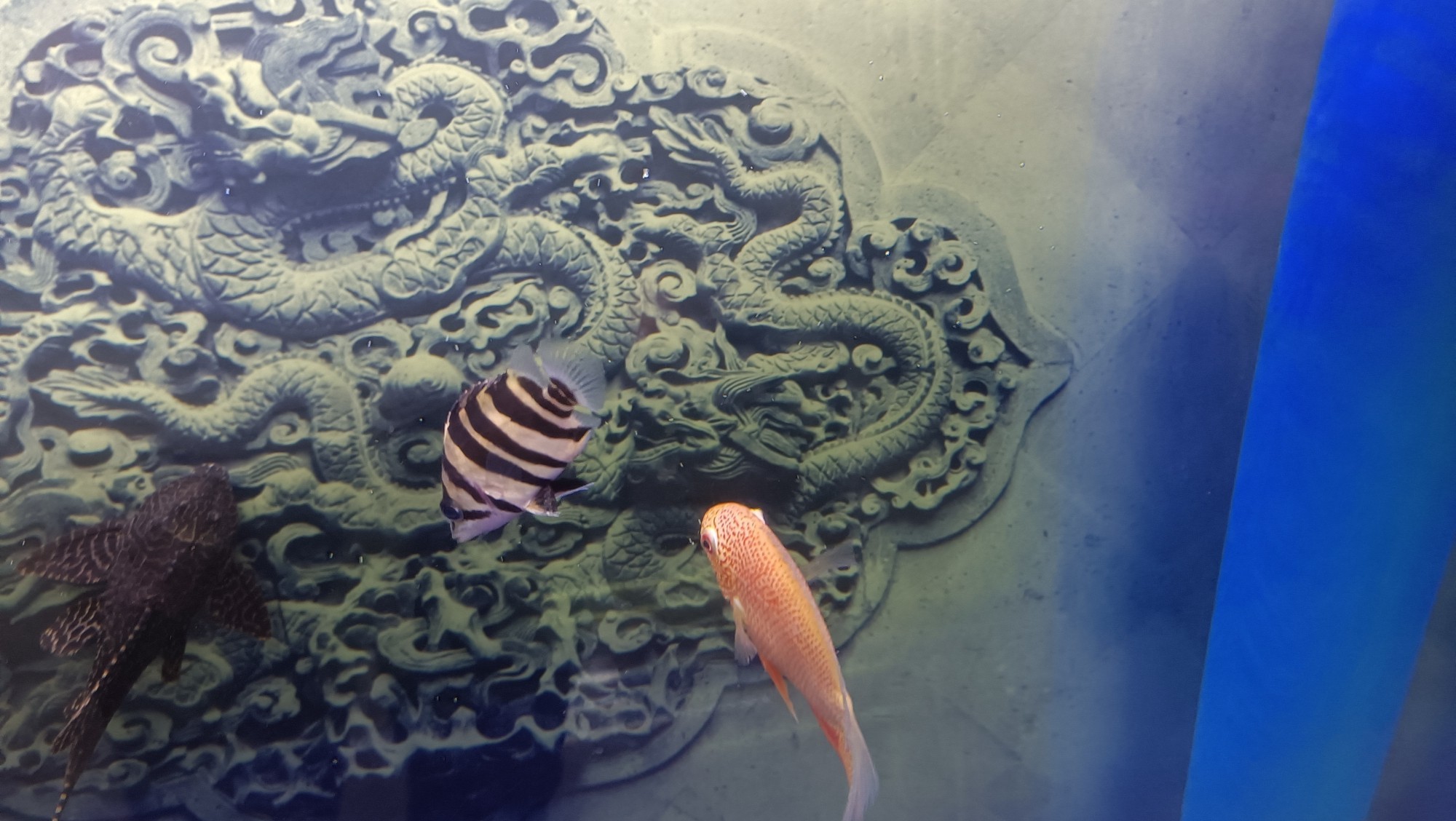小虎魚 買回家一個月了 沒黑過