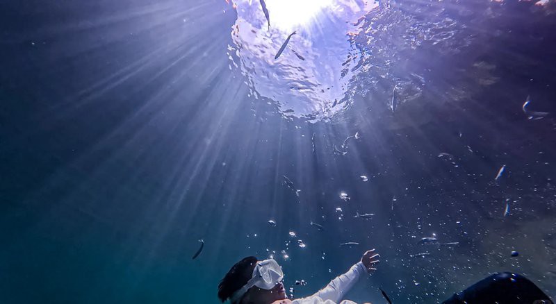 天峨龍魚店，天峨龍魚店的價格