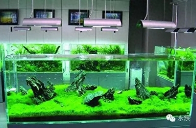 紅龍魚(yú)和虎魚(yú)混養(yǎng)視頻教程(虎魚(yú)和金龍魚(yú)混養(yǎng)) 虎魚(yú)百科 第1張 紅龍魚(yú)和虎魚(yú)混養(yǎng)視頻教程(虎魚(yú)和金龍魚(yú)混養(yǎng)) 紅龍魚(yú)和虎魚(yú)混養(yǎng)視頻教程(虎魚(yú)和金龍魚(yú)混養(yǎng)) 虎魚(yú)百科 第1張