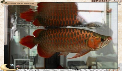養三條龍魚不是一般人，\