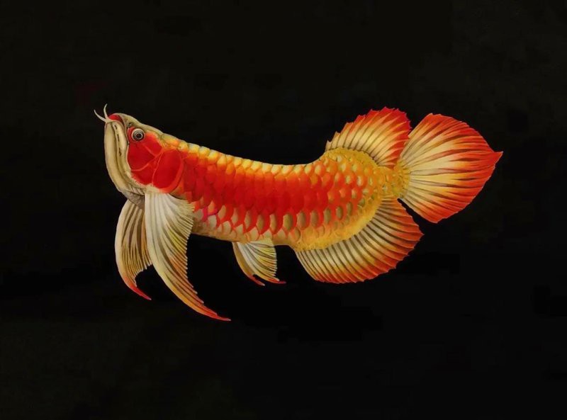 養三條龍魚不是一般人，\