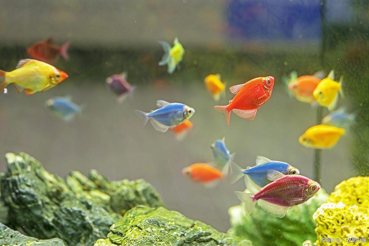 有哪些常見的魚類交配行為？，魚的繁殖：交配與否的多樣方式我行我素