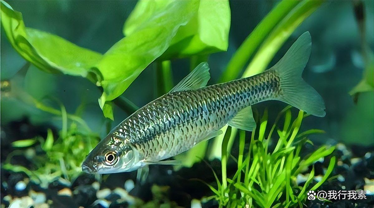 有哪些常見的魚類交配行為？，魚的繁殖：交配與否的多樣方式我行我素