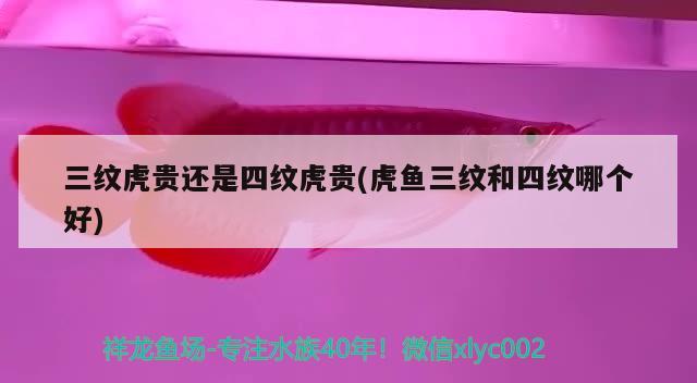 三紋虎貴還是四紋虎貴(虎魚三紋和四紋哪個好)