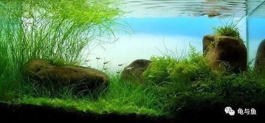 超市魚缸的水渾濁怎么辦怎么變清
