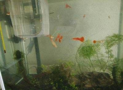 超市魚缸的水渾濁怎么辦怎么變清