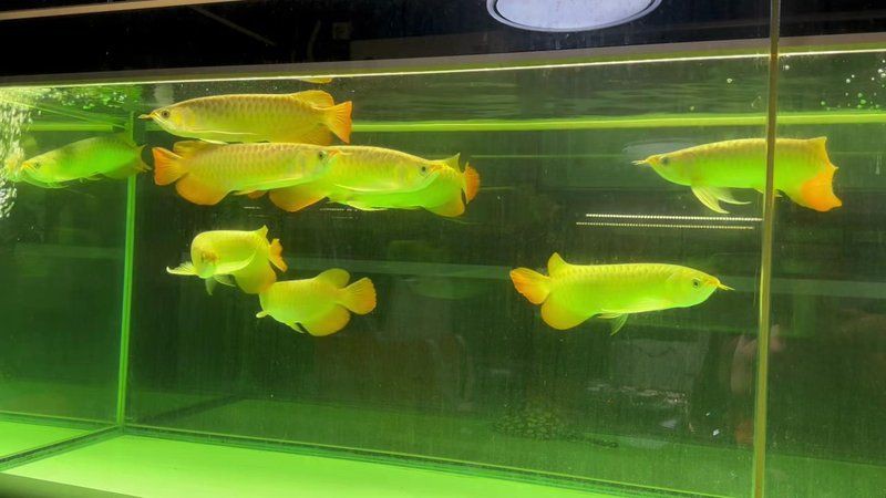 紅龍魚什么牌子，廣州龍魚祥龍魚場(chǎng)，紅龍魚各品種的區(qū)分