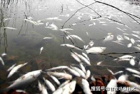 虎魚可以和金魚混養嗎圖片大全大圖（金魚可以和虎皮魚混養嗎）