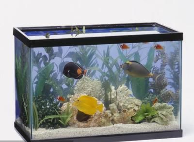 魚(yú)缸里多久放一次鹽，海水魚(yú)缸加鹽的最佳時(shí)機(jī)魚(yú)缸加鹽的正確濃度是多少