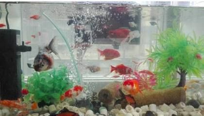 魚(yú)缸里多久放一次鹽，海水魚(yú)缸加鹽的最佳時(shí)機(jī)魚(yú)缸加鹽的正確濃度是多少