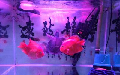 魚(yú)缸里多久放一次鹽，海水魚(yú)缸加鹽的最佳時(shí)機(jī)魚(yú)缸加鹽的正確濃度是多少