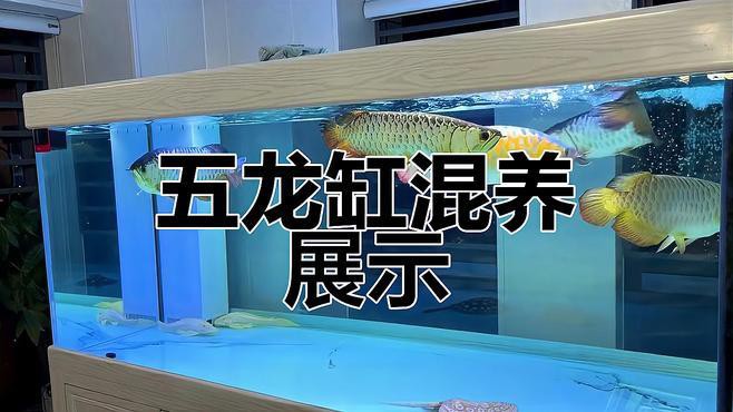金龍魚混養視頻大全