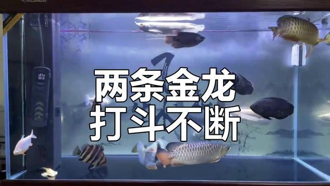 金龍魚混養視頻大全