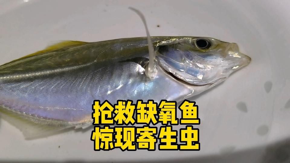 魚缺氧翻身了怎么搶救，《魚缺氧翻身了怎么搶救》