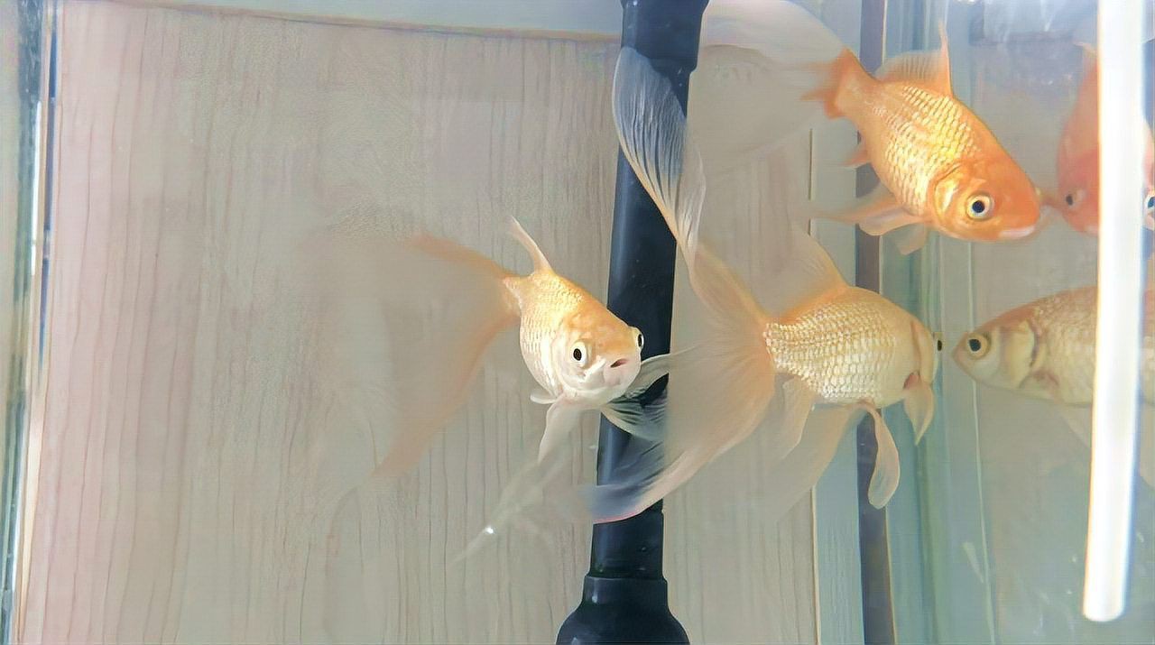 魚缺氧翻身了怎么搶救，《魚缺氧翻身了怎么搶救》