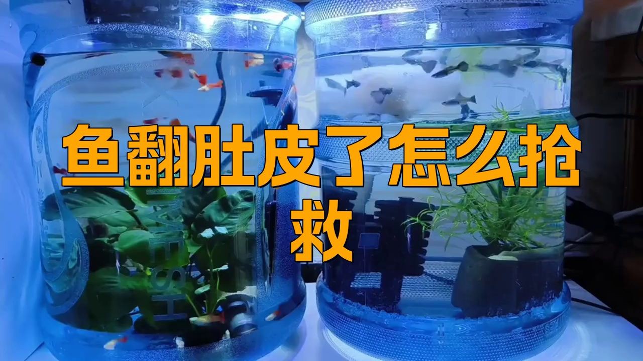 魚缺氧翻身了怎么搶救，《魚缺氧翻身了怎么搶救》